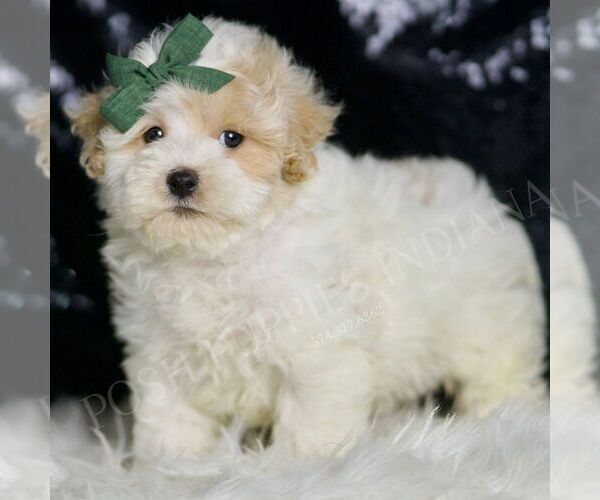 Medium Photo #4 Maltipoo Puppy For Sale in WARSAW, IN, USA