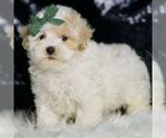 Small #3 Maltipoo