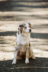 Australian Shepherd Puppy for sale in ANACORTES, WA, USA