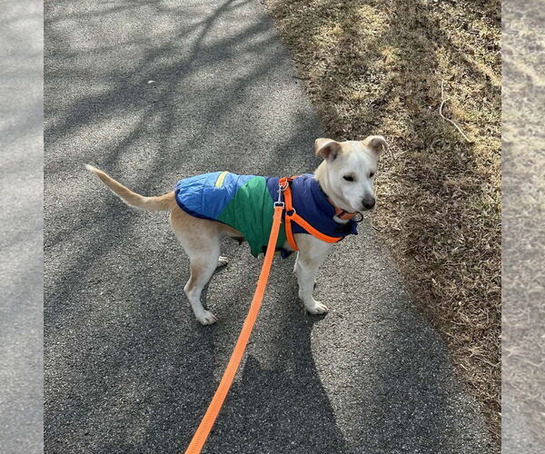 Medium Photo #9 Feist Terrier-Unknown Mix Puppy For Sale in Arlington, VA, USA