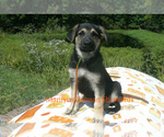 Autumn Wreath - Female German Shepherd Dog Puppy for Sale - Photo #5