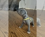 Puppy Patsy Cline Great Dane