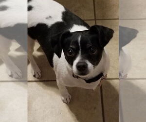 Rat Terrier Dogs for adoption in Mount Laurel, NJ, USA