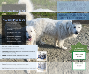 Mother of the Great Pyrenees-Maremma Sheepdog Mix puppies born on 03/08/2025