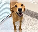 Small #2 Redbone Coonhound Mix