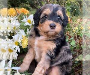 Aussiedoodle-Bernedoodle Mix Puppy for sale in EAST EARL, PA, USA