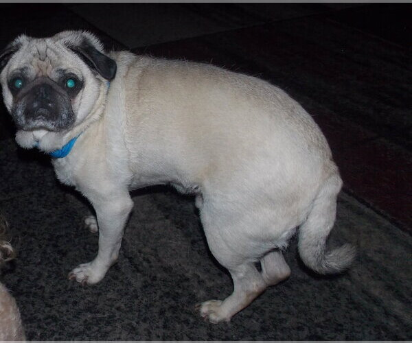 Medium Photo #4 Pug Puppy For Sale in Indianapolis, IN, USA