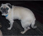 Small #3 Pug