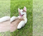 Small #3 Siberian Husky