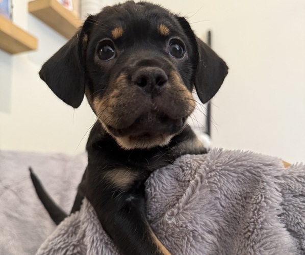 Medium Photo #25 Bernedoodle-French Bulldog Mix Puppy For Sale in EL DORADO HILLS, CA, USA
