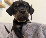 Small Photo #25 Bernedoodle-French Bulldog Mix Puppy For Sale in EL DORADO HILLS, CA, USA