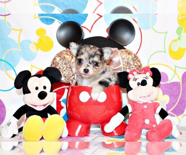 Medium Photo #3 Chihuahua Puppy For Sale in CHARLESTON, AR, USA