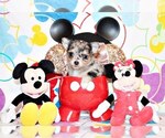 Small Photo #21 Chihuahua Puppy For Sale in CHARLESTON, AR, USA