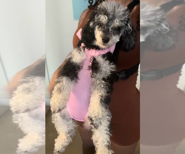 Medium Photo #2 Poodle (Toy) Puppy For Sale in COLUMBIA, SC, USA