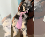 Small #1 Poodle (Toy)