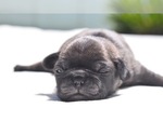 Small #2 Pug