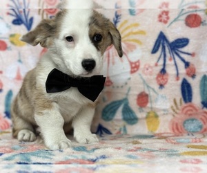 Pembroke Welsh Corgi Puppy for sale in LANCASTER, PA, USA