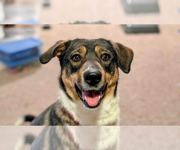 Medium Photo #15 Australian Kelpie-Border Collie Mix Puppy For Sale in Plymouth, MN, USA