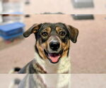 Small #14 Australian Kelpie-Border Collie Mix