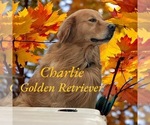 Small Photo #1 Goldendoodle Puppy For Sale in SAINT CLOUD, MN, USA