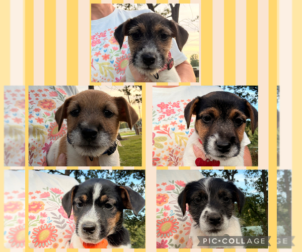 Medium Photo #1 Jack Russell Terrier Puppy For Sale in FREEMAN, MO, USA