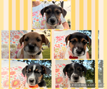 Small Jack Russell Terrier