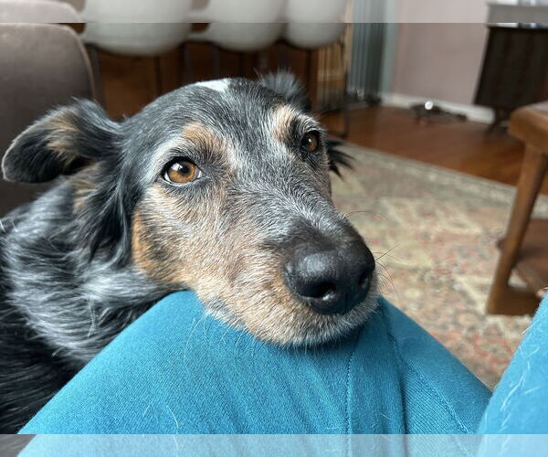 Medium Photo #1 Australian Shepherd-Unknown Mix Puppy For Sale in Garden City, NY, USA