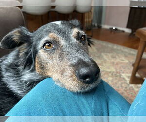 Australian Shepherd-Unknown Mix Dogs for adoption in Garden City, NY, USA