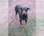 Small #2 Doberman Pinscher