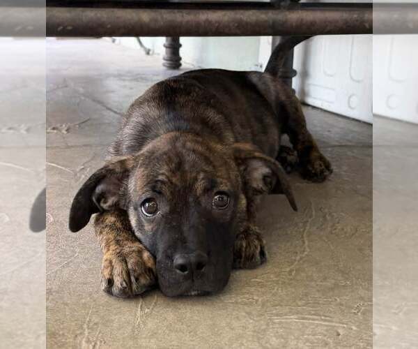 Medium Photo #2 Box-a-Pug Puppy For Sale in Cave Creek, AZ, USA