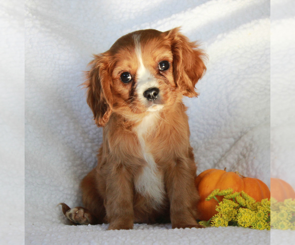 Medium Photo #3 Cavalier King Charles Spaniel Puppy For Sale in GORDONVILLE, PA, USA