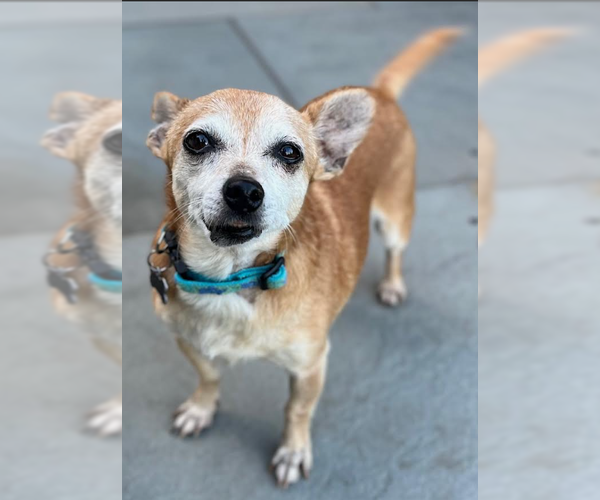 Medium Photo #5 Chihuahua-Unknown Mix Puppy For Sale in Cranston, RI, USA