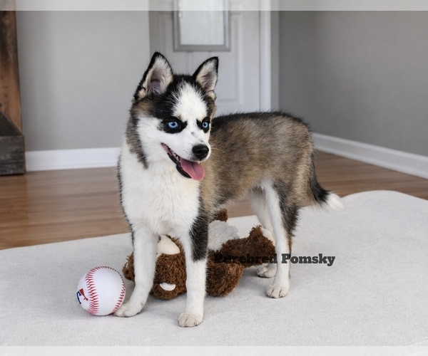 Medium Photo #3 Pomsky Puppy For Sale in KANSAS CITY, MO, USA