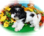 Small #1 ShihPoo-Yorkshire Terrier Mix