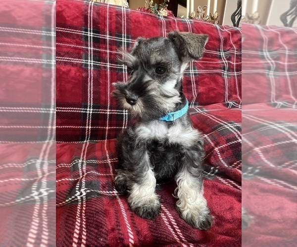 Medium Photo #10 Schnauzer (Miniature) Puppy For Sale in ROY, WA, USA