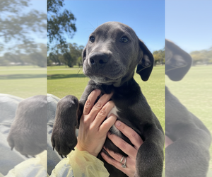 Mutt Dogs for adoption in Elmsford, NY, USA