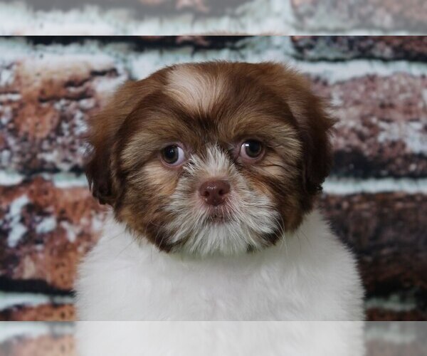 Medium Photo #3 Cava-Tzu Puppy For Sale in BEL AIR, MD, USA