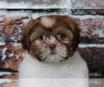 Small Photo #3 Cava-Tzu Puppy For Sale in BEL AIR, MD, USA