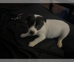 Puppy 1 Chihuahua