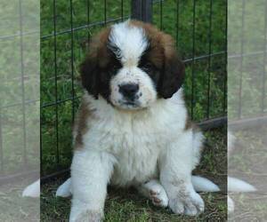Saint Bernard Puppy for Sale in TURLOCK, California USA