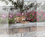 Small #3 Shiba Inu