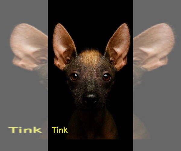 Medium Photo #2 Mutt Puppy For Sale in Plymouth, MN, USA