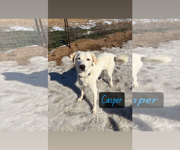 Medium Photo #2 Great Pyrenees-Unknown Mix Puppy For Sale in Croydon, NH, USA