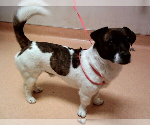 Medium Photo #1 Mutt Puppy For Sale in Martinez, CA, USA