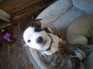 Shepweiller Dogs for adoption in DABNEY, AR, USA