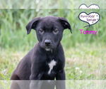 Small #1 Labrador Retriever Mix