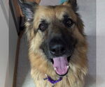 Small #27 German Shepherd Dog