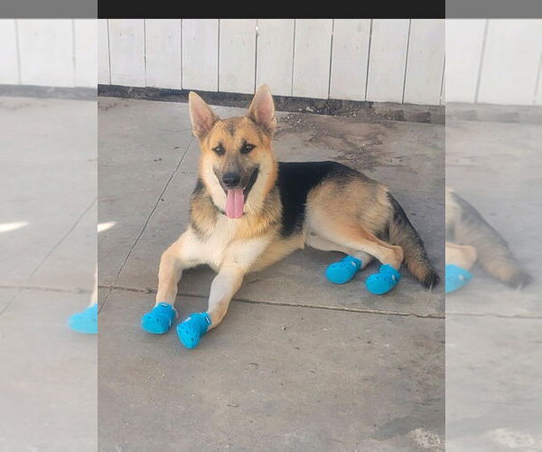 Medium Photo #4 German Shepherd Dog-Unknown Mix Puppy For Sale in Lake Forest, CA, USA
