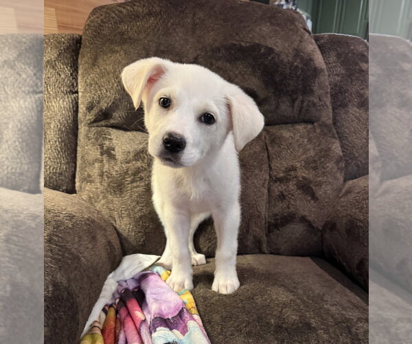 Medium Photo #1 Labrador Retriever-Unknown Mix Puppy For Sale in Boston, MA, USA
