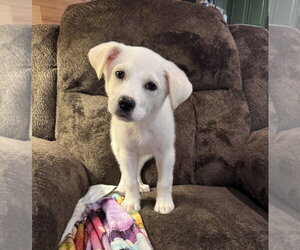 Labrador Retriever-Unknown Mix Dogs for adoption in Boston, MA, USA